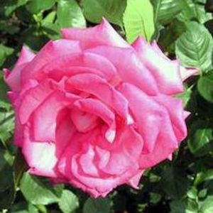 Meet your Posher, Di